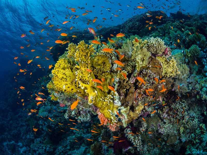 Poisson drapeau de la mer Rouge, récif de Woodhouse, détroit de Tiran, Égypte 2 par René Weterings