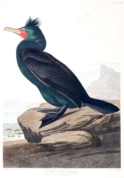 Ohrenscharbe von Birds of America