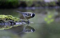 Great Tit sieht das Spiegelbild