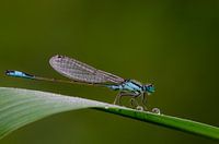 Damselfly on a leaf with dewdrops