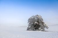 Verschneiter Baum im Nebel