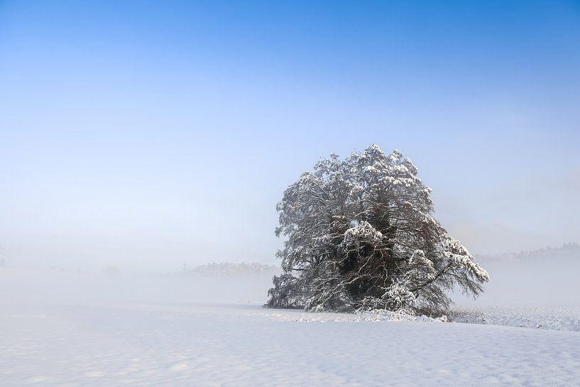 Verschneiter Baum im Nebel von BlattArt - Christine Horn