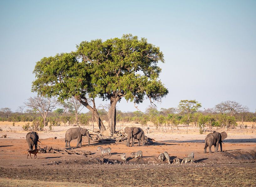 Afrikanischer Elefant (Loxodonta Africana) im Hwange-Nationalpark an einer Wasserstelle. von Kees van den Burg