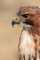 Jungbussard ein Profil