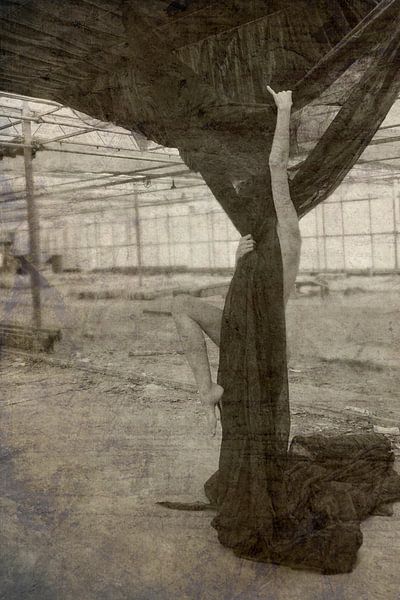 Climbing the cotton tree van Herman Peters