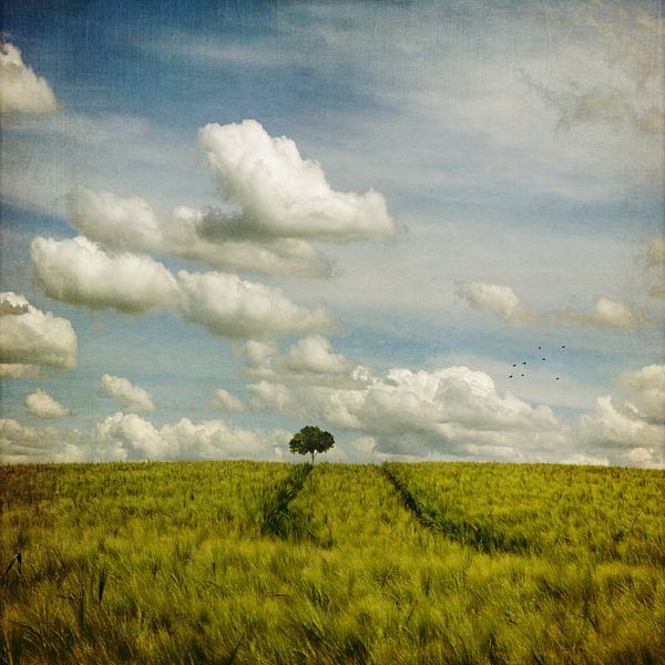 Arbre dans un champ de céréales par Dirk Wüstenhagen