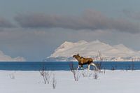 L'orignal en hiver Paysage norvégien enneigé