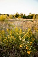 Yellow flower field late summer