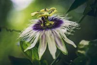 Auf den Geschmack von Passiflore - Französisch-Polynesien Reise-Fotografie drucken