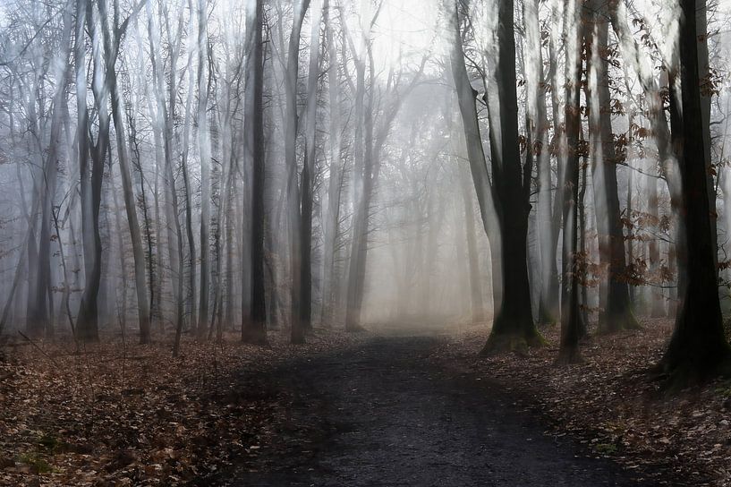 Wolfhezerheide part 113 van Tania Perneel