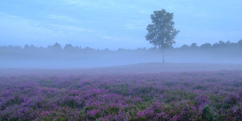 Blühende Heidekrautpflanzen in einer Heidelandschaft vor Sonnenaufgang von Sjoerd van der Wal Fotografie