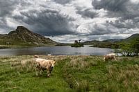 Koeien voor de Cregennan-meren