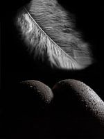 Feder oberhalb des Gesäßes