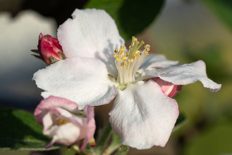 Apfelblüte, Malus domestica von Alexander Ludwig