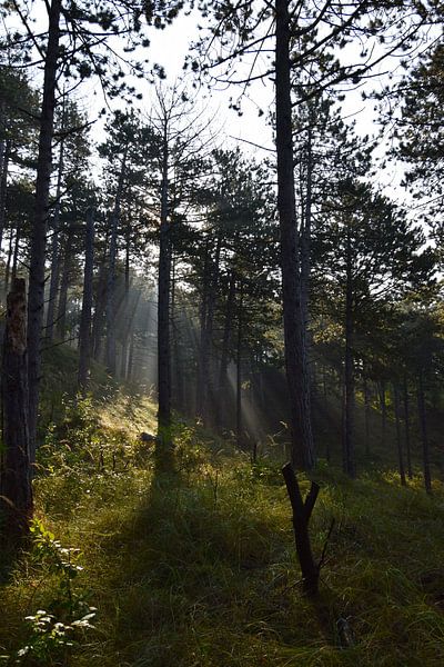 Lumière du soleil entre les arbres dans la brume du matin par Studio LE-gals