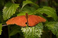 Ein orangefarbener Schmetterling