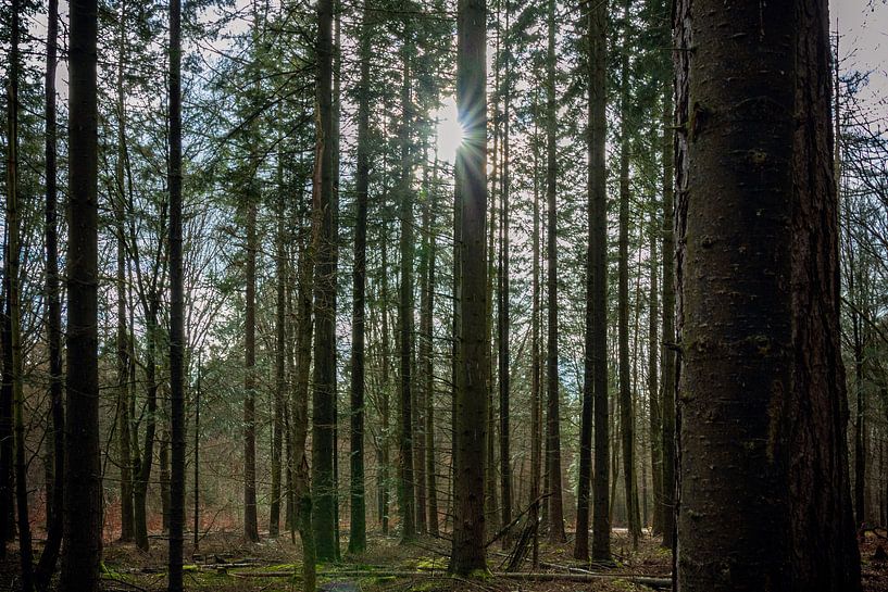 Sunstar par Johan Mooibroek