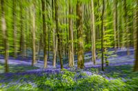 Hasenglöckchen, Hallerbos