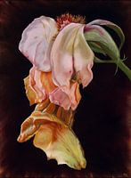 Goodbye English Rose