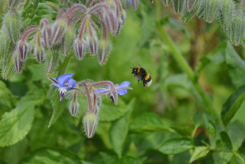 Biene 14 par Edgar Schermaul