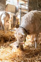 Lamm lacht, während sich die Mutter sorgt