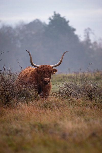 Scottish highlander by Sebastian Stef