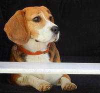 Hund Beagle