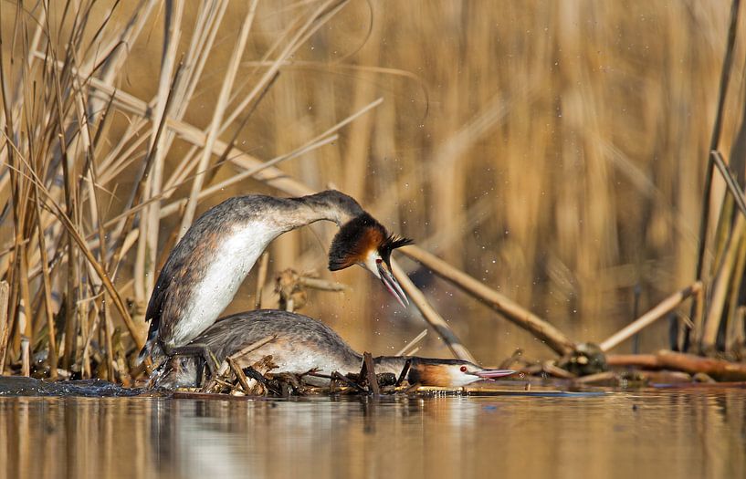Paring van de futen von Menno Schaefer