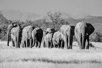 Black and white photograph of herd of desert elephants / elephants at Twyfelfontein, Namibia