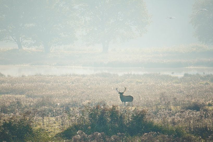 Male Red Deer in Misty Weerter woods by Joran Quinten