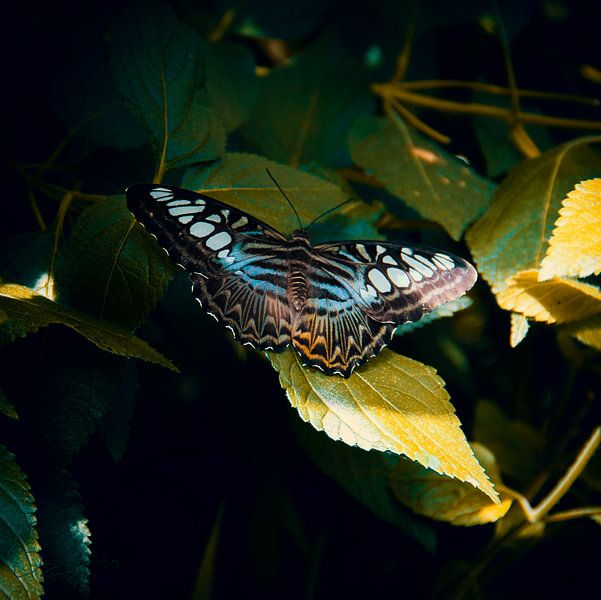 Butterfly: Parthenos Sylvia by Guido Heijnen