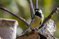 Die auffällige Kohlmeise des grünen Waldes