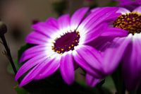Purple flower in the sunlight