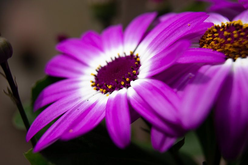 Purple flower in the sunlight by Fotografie by NH