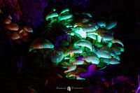 Glühende Champignons