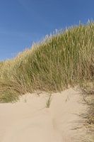 Three colours of coast