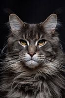 Close-up of a Maine Coon cat