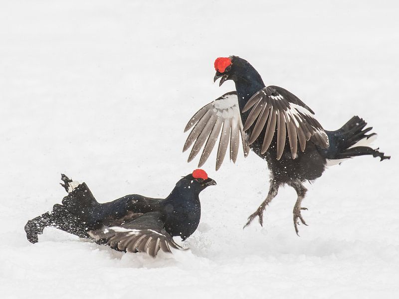 Korhanenstrijd by Arjen Heeres