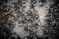 Schelpen op een ondergrond van beton