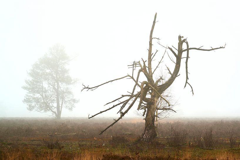 Noorderheide près de Vierhouten par Jenco van Zalk