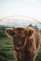 Scottish Highlander calf