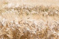 Grain field in The Netherlands