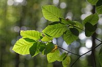 Feuilles de hêtre à contre-jour