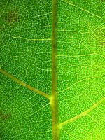 Macro feuille d'arbre verte