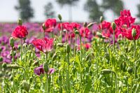 Red poppy flowers or sleeping globe
