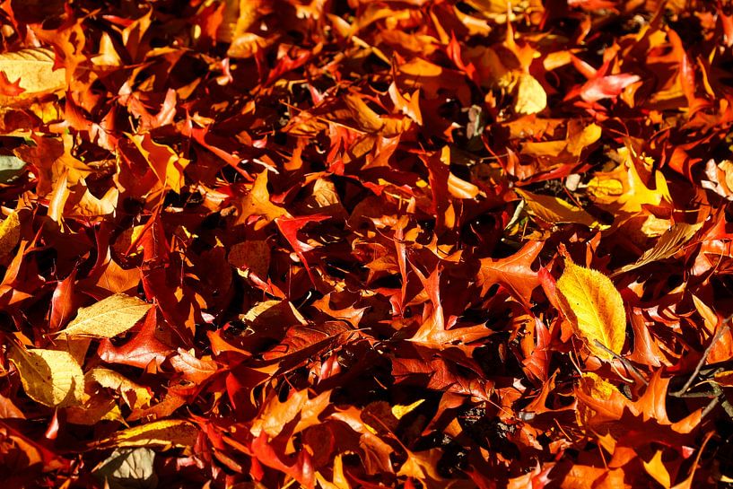 Colorful autumn leaves, lying on the ground by Torsten Krüger