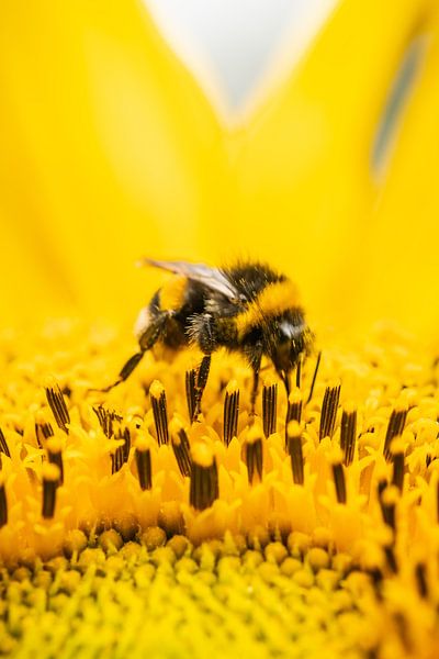 Bourdon dans un tournesol en été par Caroline Pleysier