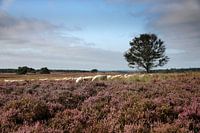 Schafherde im Heideland