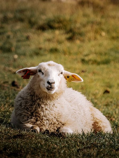 Das stille Schaf von Marèl Katier