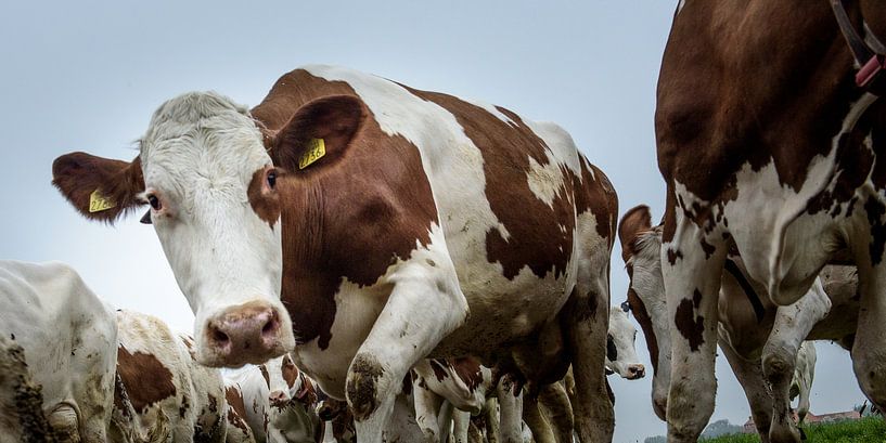 Koe  van John van Gelder